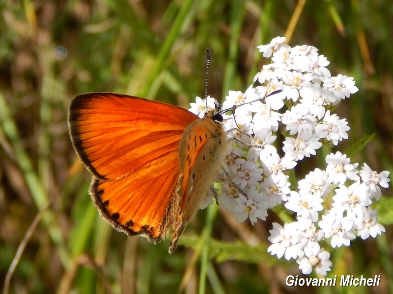 Lycaena virgaureae? S